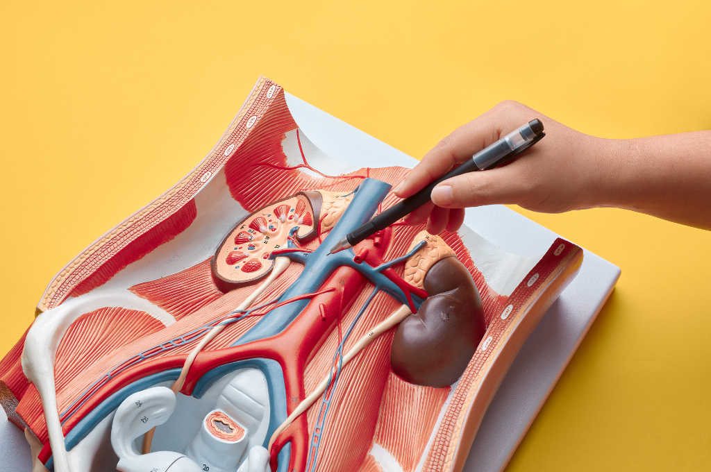 anatomische Darstellung von Vena Cava und Aorta